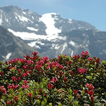 아파트 Baergchutzli Parterre By Interhome *